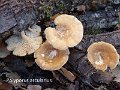 Lentinus arcularius-amf1512
